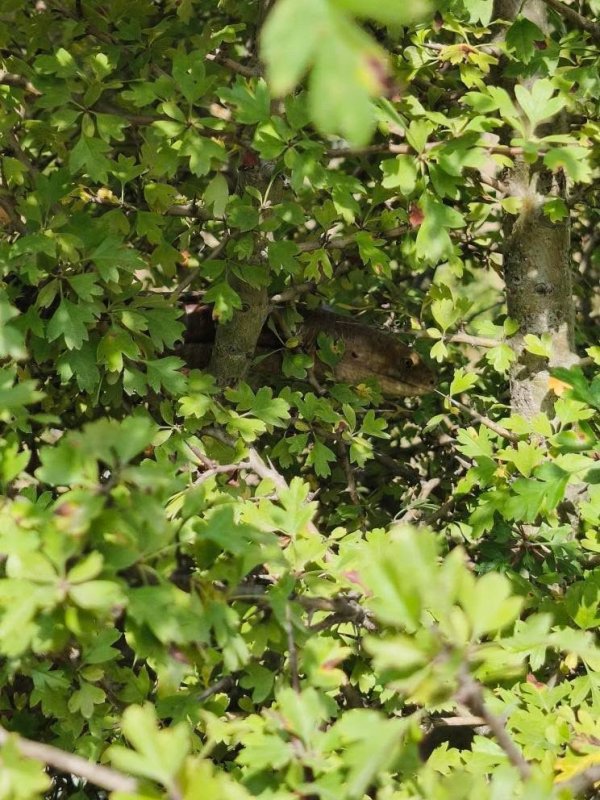 Yılana benzerliğiyle dikkat çeken 1 buçuk metrelik kertenkele kameralara yakalandı
