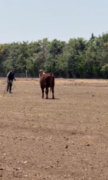 Hatay'da firari angus alarmı: Gören olursa hemen kaçsın Sevkiyat sırasında firar eden ve 1 aydır haber alınamayan angusların sahibi: "Bu cins hayvanlar aşırı hırçın oluyor, görenler kaçsınlar" HATAY (İHA) - Hatay'da besicilik yapan İbrahim Yumuşak’ın Uruguay’dan getirdiği 100 angustan üçü sevkiyat esnasında kaçarak sırra kadem bastı. Hayvanlardan 1 ayı aşkın süredir haber alamayan Yumuşak, bu cins hayvanlar aşırı hırçın olduğundan angusları görenlere kaçın uyarısında bulundu. Reyhanlı ilçesi Yeşilova Mahallesi'nde besicilik yapan İbrahim Yumuşak, dededen kalan besicilik mesleğini devam ettiriyor. Hayvanları ve işini severek yapan Yumuşak, 150 büyükbaş ve 8 bin küçükbaş hayvanlık çiftliğinde vatandaşlara hizmet ediyor. Yumuşak, geçtiğimiz ay Uruguay’dan getirdiği 100 angus cinsi büyükbaş hayvanın sevkiyatını besisine yapmak istedi. İlk tırı sorunsuz bir şekilde sevk eden Yumuşak, ikinci tırdaki 3 angusu kaşla göz arasında kaçırdı. Uruguay’dan gelip ilçenin farklı noktalarına giden angusların peşinde giden Yumuşak, saatlerce süren kovalamacının ardından 3 angusu yakalayamadı ve hayvanlar sırra kadem basmıştı. Anguslardan bir aydır haber alamayan besici Yumuşak, angusları gören vatandaşların sağlıkları için kaçmaları gerektiğini söyledi. "Uruguay ve Brezilya'dan gelen anguslardan 3 tane kayıp ve onlar şimdiye kadar Hatay'ın Amik Ovası’nda geziyorlar" Uruguay’dan getirdiği anguslardan 3’ünden bir aydır haber alamayan besici İbrahim Yumuşak, "Çiftlikten 3 angus hayvanımız kaçmıştı. Anguslar kaybolalı bir ay oldu ve bir ayı da geçti. Kaçtıktan sonra herhangi bir haber alamadık. Hayvanları biz bulamadık ve kaçtılar. Amik Ovası'na doğru gittiler ve nereden çıkarlar bilemeyiz. Bu anguslar hızlı bir şekilde indiler ve çitin üzerinden atlayıp kaçtılar. Bu angus cinsleri hırçın olduğundan kaçmayı başardılar. Şimdiye kadar bir haber de alamadık kendilerinden ve hala kayıplar. İlk bir hafta izine rastladık ve kovaladık, bir türlü angusları yakalayamadık. Eğer bu angusları gören olursa hemen uzaklaşsınlar ve kaçsınlar. Çünkü bu cins hayvanlar aşırı hırçın oluyorlar. Angusların kaybolması üzerinden hemen hemen bir ayı geçti. Bu anguslar Uruguay’dan gelmişti ve şu an Hatay'ın Amik Ovası'nda geziyorlar" ifadelerini kullandı.
