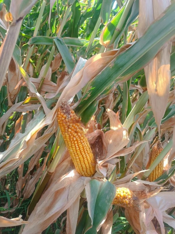 Hatayda mısır tarlaları incelendi