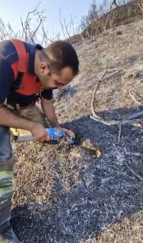 İtfaiyeciden, alevler içinde mahsur kalan kaplumbağaya can suyu