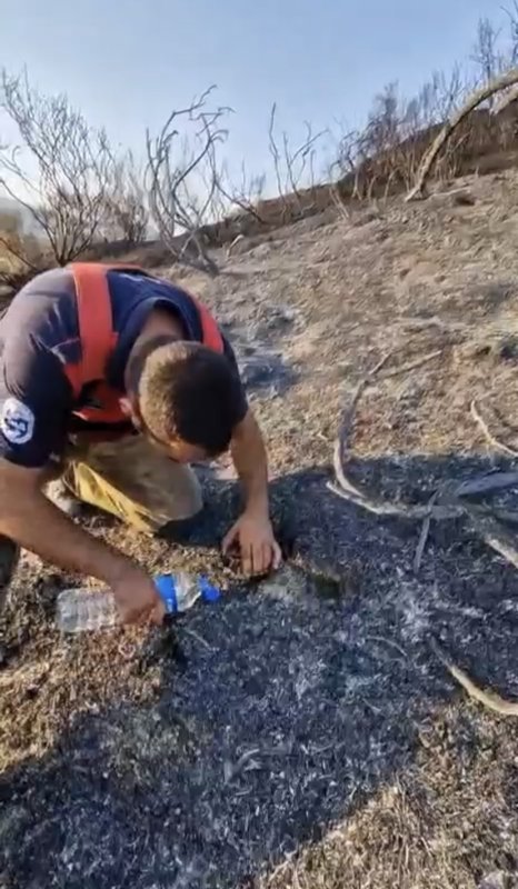 İtfaiyeciden, alevler içinde mahsur kalan kaplumbağaya can suyu