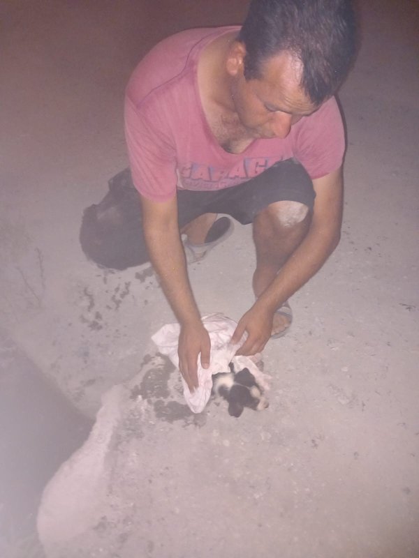 Kanalizasyon borusuna sıkışan yavru köpeği itfaiye kurtardı HATAY (İHA) - Hatay'ın Samandağ ilçesinde kanalizasyon borusuna sıkışan yavru sokak köpeği, itfaiye ekiplerince kurtarıldı. Olay, Samandağ ilçesine bağlı Kapısuyu Mahallesi Çevlik mevkisinde yaşandı. Akşam saatlerinde bir restoranın bulunduğu ara sokakta yavru sokak köpeği kanalizasyon borusunun içerisinde sıkışarak mahsur kaldı. Yavru köpeği fark eden çevredekiler, durumu itfaiye ekiplerine bildirdi. Kısa sürede bölgeye gelen Hatay Büyükşehir Belediyesi'ne bağlı Çevlik İtfaiye Timi ekipleri köpeği kurtardı. Sağlık durumu iyi olduğu belirlenen yavru köpek, yapılan kontrollerin ardından doğaya bırakıldı.