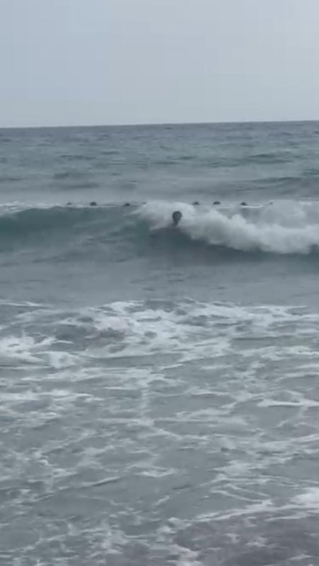 Boğulma tehlikesi yaşayan 2 kız çocuğunun kurtarılma anları kamerada (Fotoğraflı – Görüntülü) Arzu Kübra Doğan HATAY (İHA) - Hatay'da serinlemek için girdikleri denizde boğulma tehlikesi yaşayan 2 kız çocuğunun kurtarılma anları kameraya yansıdı. Cankurtaran tarafından kurtarılan çocukların hayati tehlikelerinin olmadığı öğrenildi. Hava sıcaklığının 40 dereceyi geçtiği Hatay'da serinlemek isteyen 2 kız çocuğu, Samandağ ilçesi Çevlik sahilinde denize girdi. Bir süre sonra 2 çocuk, rip akıntısına (gelgit) kapıldı. Denizde rip akıntısı nedeniyle 2 kız çocuğunun çırpınmasını fark eden Hatay Büyükşehir Belediyesi İtfaiye Daire Başkanlığı cankurtaran ekibi, denize girerek kurtarma çalışması başlattı. Boğulma tehlikesi yaşayan 2 kız çocuğunun akıntı içerisindeki korku dolu anları ise kameraya yansıdı. İtfaiye ve cankurtaranın müdahalesiyle kıyıya çıkarılan çocuklara ilk müdahale sahilde yapıldı. Ardından hastaneye sevk edilen çocukların hayati tehlikelerinin olmadığı öğrenildi.