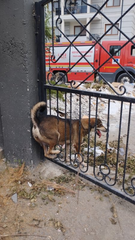 Demir korkuluklara sıkışan köpek itfaiye ekiplerince kurtarıldı (Fotoğraflı) Ogün Aslan HATAY (İHA) - Hatay'ın Arsuz ilçesinde bir evin bahçe kapısındaki demir korkuluklara sıkışan sokak köpeği, itfaiye ekiplerinin müdahalesiyle kurtarıldı. Olay, Arsuz ilçesine bağlı Karaağaç Şarkonak Mahallesi'nde meydana geldi. Sokak köpeği bir evin bahçe duvarındaki demir korkulukların arasına sıkıştı. Durumu fark eden vatandaşlar, 112 Acil Çağrı Merkezi'ni arayarak yardım istedi. İhbar üzerine olay yerine Hatay Büyükşehir Belediyesi İtfaiye Daire Başkanlığı'na bağlı İskenderun İtfaiye Amirliği ekipleri sevk edildi. Kısa sürede bölgeye gelen ekipler, demir korkulukları keserek köpeği bulunduğu yerden çıkardı. Köpeğin yara almadığı anlaşılınca, hayvan doğal ortamına bırakıldı. Duyarlı vatandaş Kemal Güler, "Karaağaç Şarkonak Mahallesi'nde köpek demir korkuluklara sıkışmıştı. Biz de vatandaşlık görevimizi yaparak 112'yi aradık. Çok hızlı bir şekilde gelip köpeği kurtardılar. Herkesin bu konuda duyarlı olmasını istiyorum. Böyle bir durumla karşılaştıklarında 112'ye haber versinler" dedi.