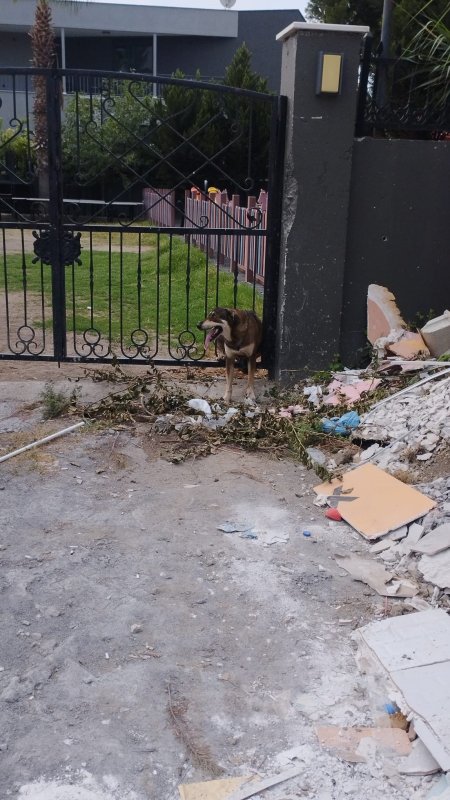Demir korkuluklara sıkışan köpek itfaiye ekiplerince kurtarıldı (Fotoğraflı) Ogün Aslan HATAY (İHA) - Hatay'ın Arsuz ilçesinde bir evin bahçe kapısındaki demir korkuluklara sıkışan sokak köpeği, itfaiye ekiplerinin müdahalesiyle kurtarıldı. Olay, Arsuz ilçesine bağlı Karaağaç Şarkonak Mahallesi'nde meydana geldi. Sokak köpeği bir evin bahçe duvarındaki demir korkulukların arasına sıkıştı. Durumu fark eden vatandaşlar, 112 Acil Çağrı Merkezi'ni arayarak yardım istedi. İhbar üzerine olay yerine Hatay Büyükşehir Belediyesi İtfaiye Daire Başkanlığı'na bağlı İskenderun İtfaiye Amirliği ekipleri sevk edildi. Kısa sürede bölgeye gelen ekipler, demir korkulukları keserek köpeği bulunduğu yerden çıkardı. Köpeğin yara almadığı anlaşılınca, hayvan doğal ortamına bırakıldı. Duyarlı vatandaş Kemal Güler, "Karaağaç Şarkonak Mahallesi'nde köpek demir korkuluklara sıkışmıştı. Biz de vatandaşlık görevimizi yaparak 112'yi aradık. Çok hızlı bir şekilde gelip köpeği kurtardılar. Herkesin bu konuda duyarlı olmasını istiyorum. Böyle bir durumla karşılaştıklarında 112'ye haber versinler" dedi.