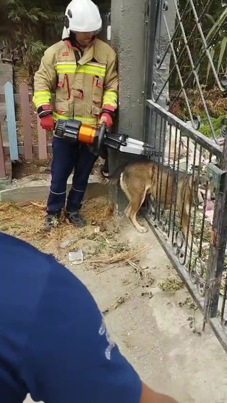 Demir korkuluklara sıkışan köpek itfaiye ekiplerince kurtarıldı (Fotoğraflı) Ogün Aslan HATAY (İHA) - Hatay'ın Arsuz ilçesinde bir evin bahçe kapısındaki demir korkuluklara sıkışan sokak köpeği, itfaiye ekiplerinin müdahalesiyle kurtarıldı. Olay, Arsuz ilçesine bağlı Karaağaç Şarkonak Mahallesi'nde meydana geldi. Sokak köpeği bir evin bahçe duvarındaki demir korkulukların arasına sıkıştı. Durumu fark eden vatandaşlar, 112 Acil Çağrı Merkezi'ni arayarak yardım istedi. İhbar üzerine olay yerine Hatay Büyükşehir Belediyesi İtfaiye Daire Başkanlığı'na bağlı İskenderun İtfaiye Amirliği ekipleri sevk edildi. Kısa sürede bölgeye gelen ekipler, demir korkulukları keserek köpeği bulunduğu yerden çıkardı. Köpeğin yara almadığı anlaşılınca, hayvan doğal ortamına bırakıldı. Duyarlı vatandaş Kemal Güler, "Karaağaç Şarkonak Mahallesi'nde köpek demir korkuluklara sıkışmıştı. Biz de vatandaşlık görevimizi yaparak 112'yi aradık. Çok hızlı bir şekilde gelip köpeği kurtardılar. Herkesin bu konuda duyarlı olmasını istiyorum. Böyle bir durumla karşılaştıklarında 112'ye haber versinler" dedi.