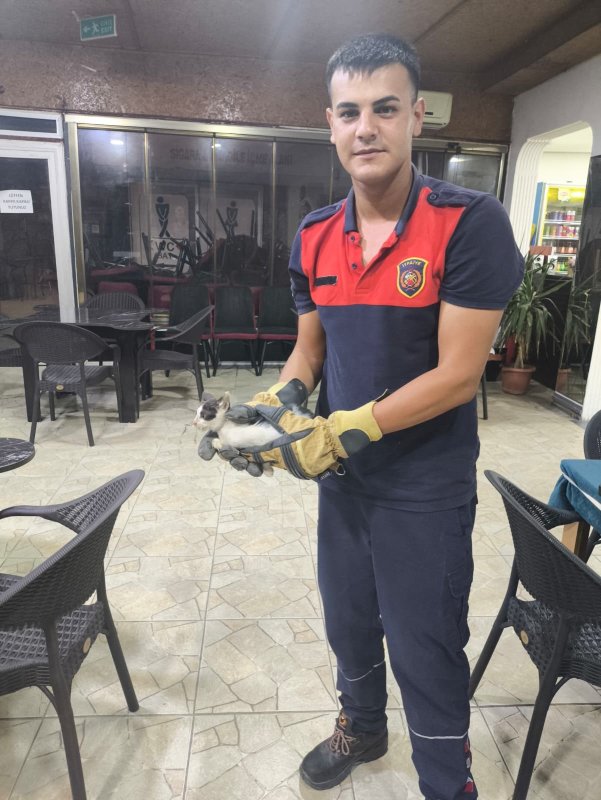 Dükkan kapanmadan önce duyulan ‘miyavlama’ sesi yavru kedinin hayatını kurtardı