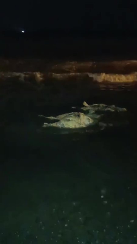 Akdeniz'e düşen angus kıyıya vurdu