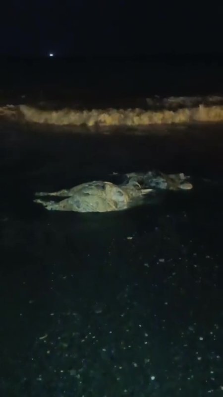 Akdeniz'e düşen angus kıyıya vurdu