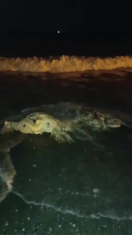 Akdeniz'e düşen angus kıyıya vurdu