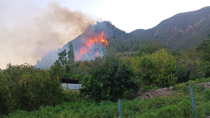 Hatay'da orman yangını