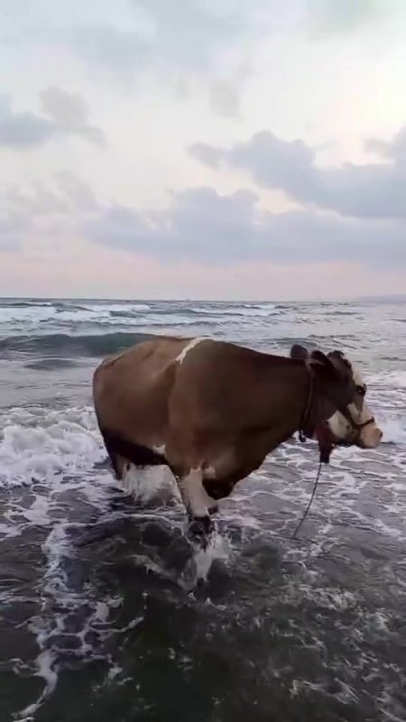 Kavurucu sıcaktan bunalan inek soluğu denizde aldı (Fotoğraflı) Ferit Savaş HATAY (İHA) - Hatay'da kavurucu sıcak havanın etkisiyle sahibinden kaçan inek denize girerek serinledi, o anlar kameraya yansıdı. Kavurucu sıcağın etkili olduğu Hatay'da zaman zaman 45 dereceyi bulan sıcak hava insanları ve hayvanları zorlamaya devam ediyor. Erzin ilçesi Burnaz sahilinde kameralara ilginç bir görüntü yansıdı. Sahibinden kaçan ve sıcak havadan bunalan inek, soluğu denizde aldı. Bir süre boyunca denizde gezinen ineğin o anları sosyal medyada ilgi odağı olurken, bir süre sonra hayvan sahibi tarafından denizden çıkarıldı.