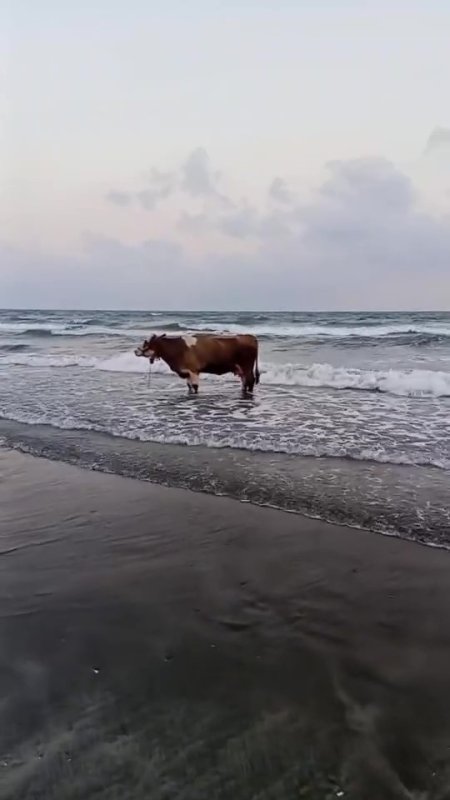 Kavurucu sıcaktan bunalan inek soluğu denizde aldı (Fotoğraflı) Ferit Savaş HATAY (İHA) - Hatay'da kavurucu sıcak havanın etkisiyle sahibinden kaçan inek denize girerek serinledi, o anlar kameraya yansıdı. Kavurucu sıcağın etkili olduğu Hatay'da zaman zaman 45 dereceyi bulan sıcak hava insanları ve hayvanları zorlamaya devam ediyor. Erzin ilçesi Burnaz sahilinde kameralara ilginç bir görüntü yansıdı. Sahibinden kaçan ve sıcak havadan bunalan inek, soluğu denizde aldı. Bir süre boyunca denizde gezinen ineğin o anları sosyal medyada ilgi odağı olurken, bir süre sonra hayvan sahibi tarafından denizden çıkarıldı.