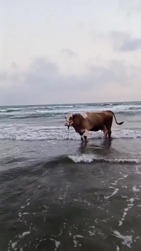 Kavurucu sıcaktan bunalan inek soluğu denizde aldı (Fotoğraflı) Ferit Savaş HATAY (İHA) - Hatay'da kavurucu sıcak havanın etkisiyle sahibinden kaçan inek denize girerek serinledi, o anlar kameraya yansıdı. Kavurucu sıcağın etkili olduğu Hatay'da zaman zaman 45 dereceyi bulan sıcak hava insanları ve hayvanları zorlamaya devam ediyor. Erzin ilçesi Burnaz sahilinde kameralara ilginç bir görüntü yansıdı. Sahibinden kaçan ve sıcak havadan bunalan inek, soluğu denizde aldı. Bir süre boyunca denizde gezinen ineğin o anları sosyal medyada ilgi odağı olurken, bir süre sonra hayvan sahibi tarafından denizden çıkarıldı.