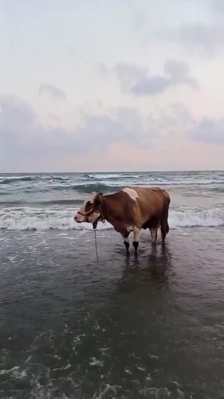Kavurucu sıcaktan bunalan inek soluğu denizde aldı (Fotoğraflı) Ferit Savaş HATAY (İHA) - Hatay'da kavurucu sıcak havanın etkisiyle sahibinden kaçan inek denize girerek serinledi, o anlar kameraya yansıdı. Kavurucu sıcağın etkili olduğu Hatay'da zaman zaman 45 dereceyi bulan sıcak hava insanları ve hayvanları zorlamaya devam ediyor. Erzin ilçesi Burnaz sahilinde kameralara ilginç bir görüntü yansıdı. Sahibinden kaçan ve sıcak havadan bunalan inek, soluğu denizde aldı. Bir süre boyunca denizde gezinen ineğin o anları sosyal medyada ilgi odağı olurken, bir süre sonra hayvan sahibi tarafından denizden çıkarıldı.
