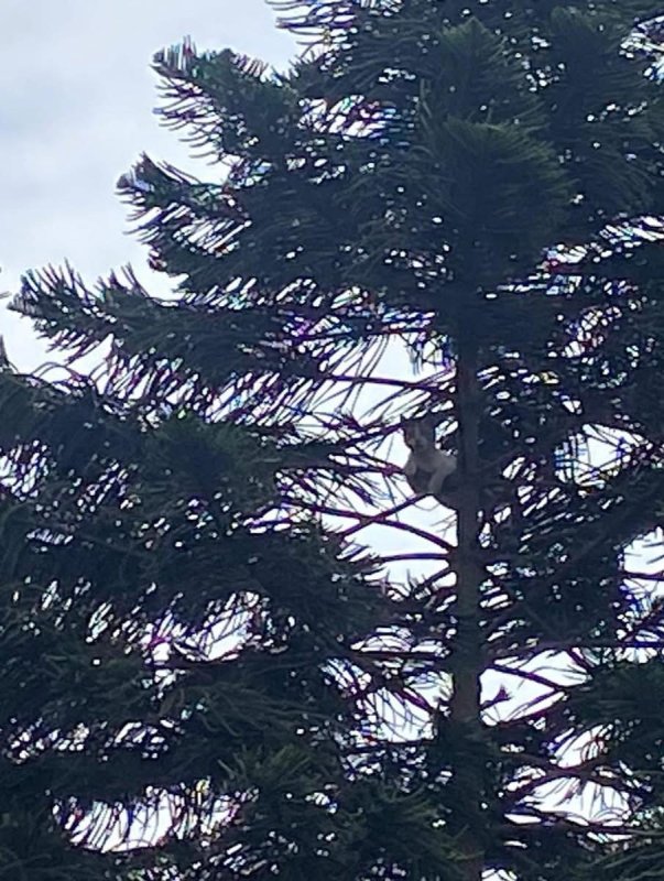 Ağaçta mahsur kalan kedi kurtarıldı