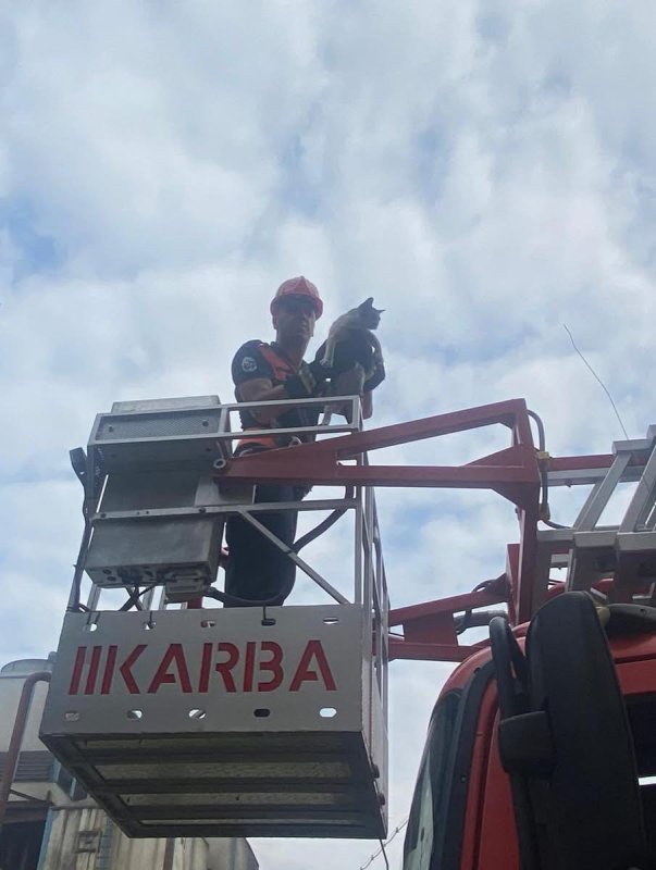 Ağaçta mahsur kalan kedi kurtarıldı