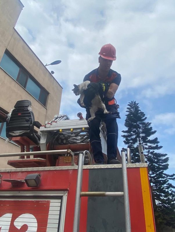 Ağaçta mahsur kalan kedi kurtarıldı