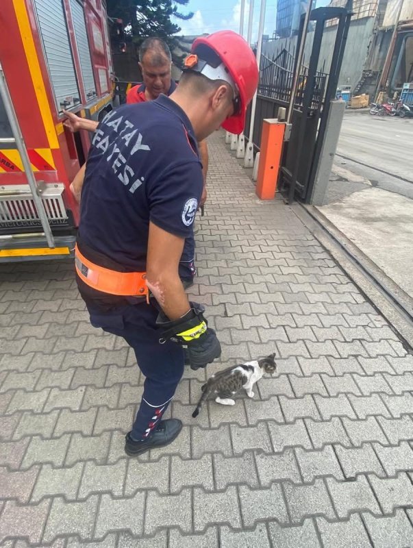 Ağaçta mahsur kalan kedi kurtarıldı