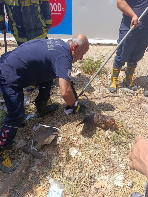 Kuyuya düşen yavru köpek kurtarıldı