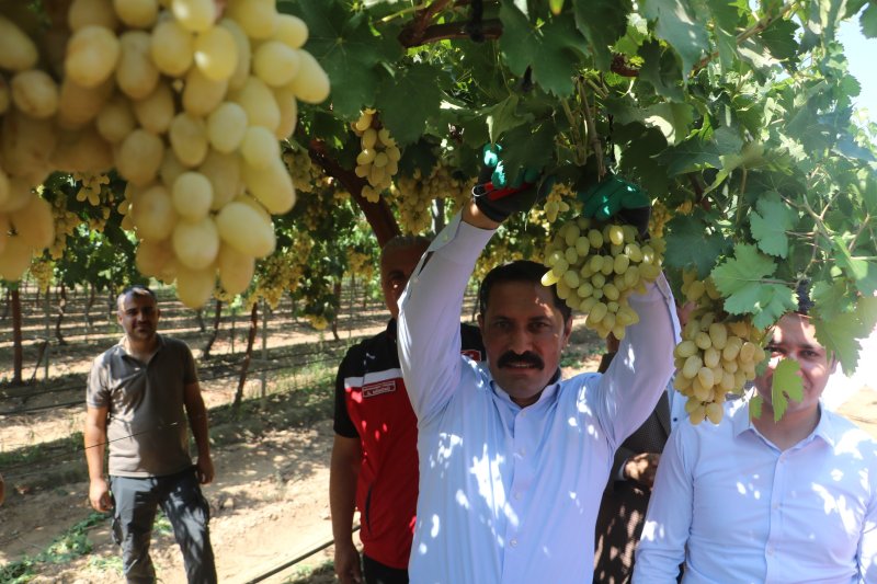  85 bin ton rekoltenin beklendiği üzümde bağ bozumu başladı