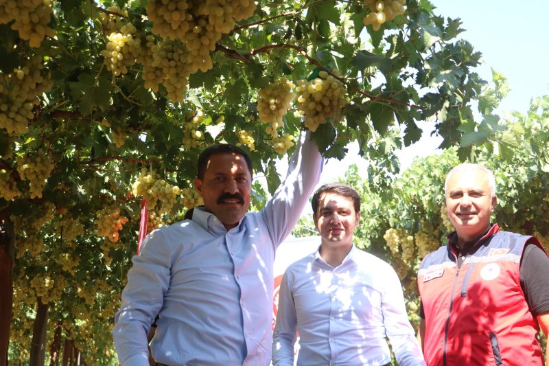  85 bin ton rekoltenin beklendiği üzümde bağ bozumu başladı