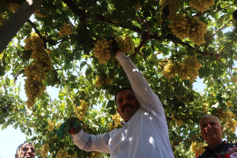  85 bin ton rekoltenin beklendiği üzümde bağ bozumu başladı