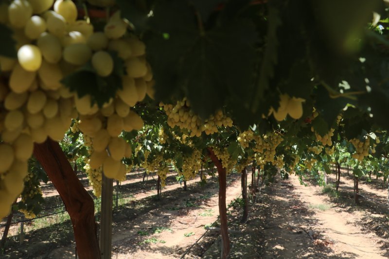  85 bin ton rekoltenin beklendiği üzümde bağ bozumu başladı