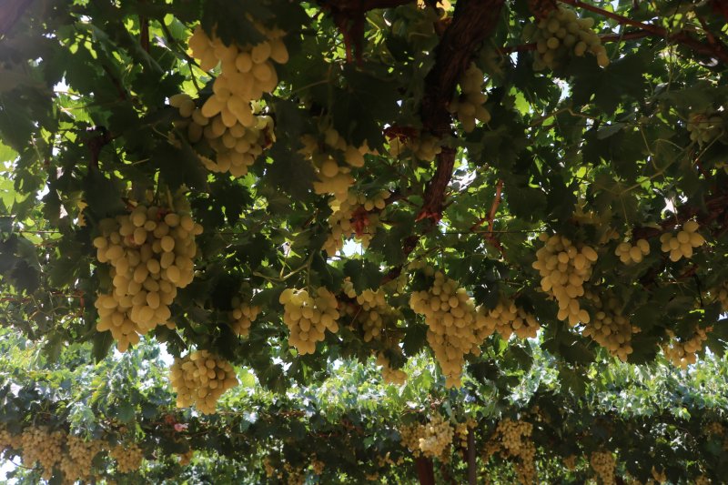  85 bin ton rekoltenin beklendiği üzümde bağ bozumu başladı