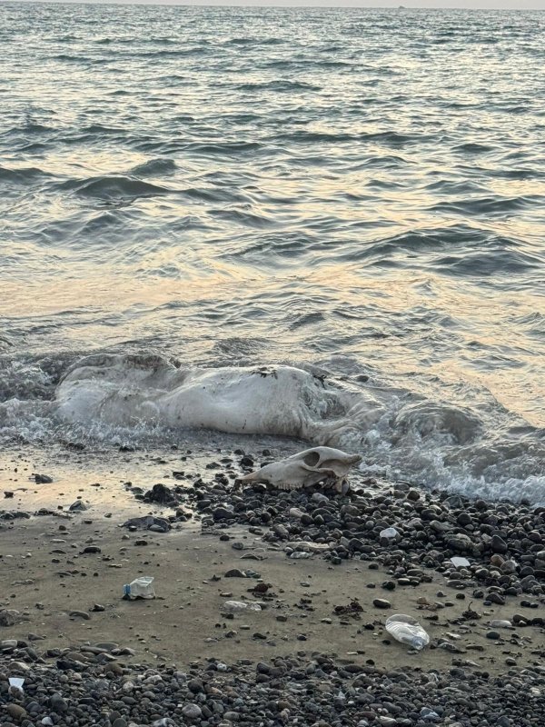 Denizden telef olmuş angus çıktı