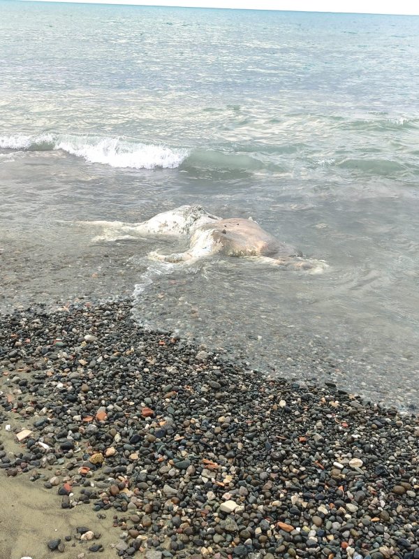 Denizden telef olmuş angus çıktı