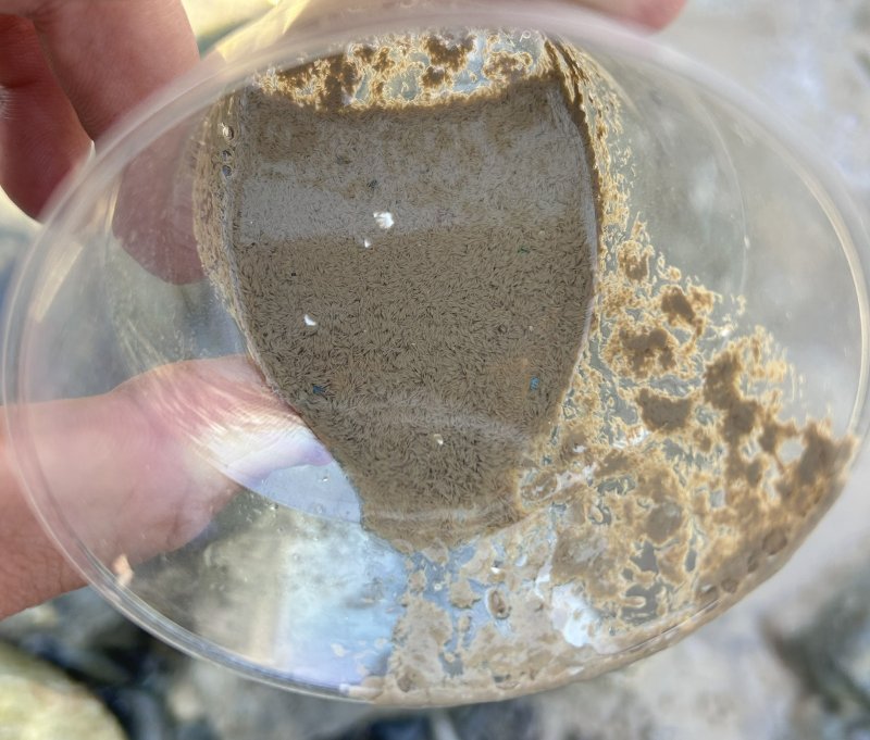 İSTE’DEN KÖRFEZE BİLİMSEL İNCELEME