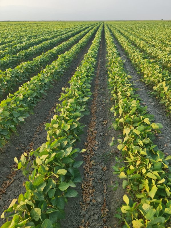HATAYLI ÇİFTÇİLERDEN SU İSYANI: “HATAY’IN TOPRAKLARI SUSUZLUKTAN KURUYOR“