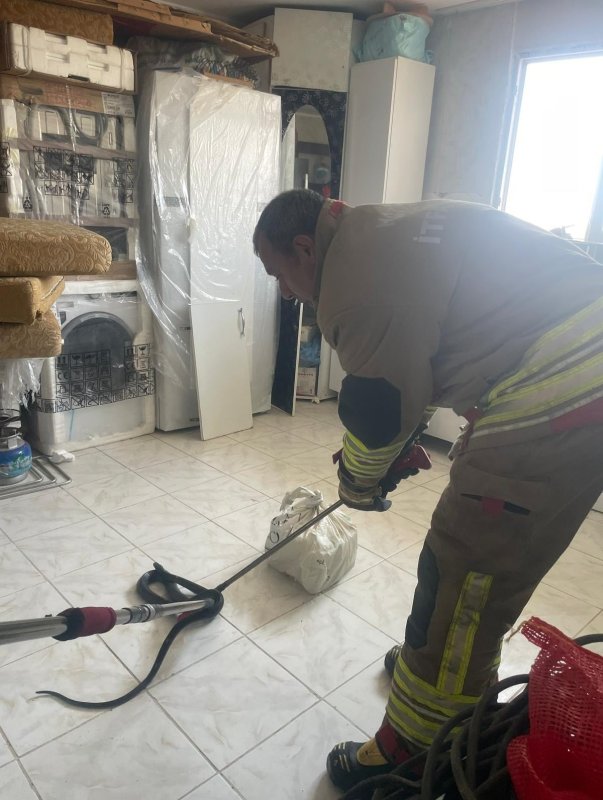Hatay’da yerleşim yerlerine giren yılanları itfaiye yakaladı