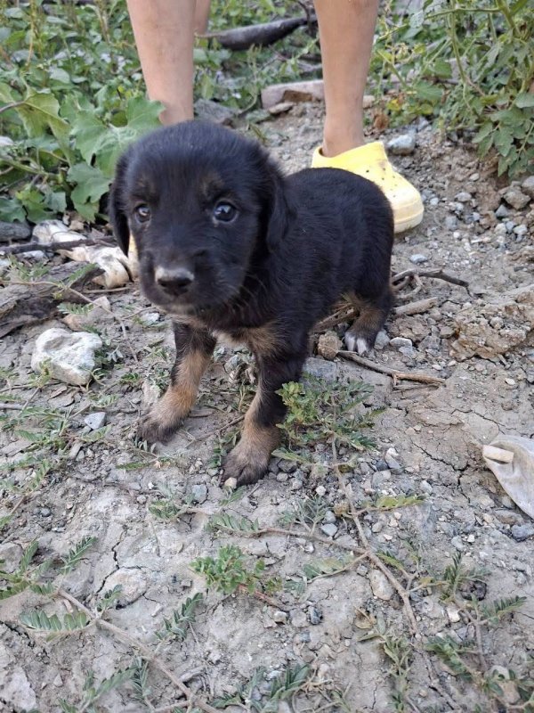 Kuyuya düşen yavru köpek kurtarıldı (Fotoğraflı) Cemal Kılınç HATAY (İHA) - Hatay’da kuyuya düşerek mahsur kalan köpeği itfaiye kurtardı. Samandağ ilçesi Sutaşı Mahallesi’nde kuyudan köpek sesi geldiğini fark eden vatandaşlar durumu itfaiye ekiplerine bildirdi. İhbar üzerine bölgeye gelen itfaiye ekipleri kurtarma çalışması başlattı. Yavru köpek, itfaiye ekipleri tarafından kurtarıldı.
