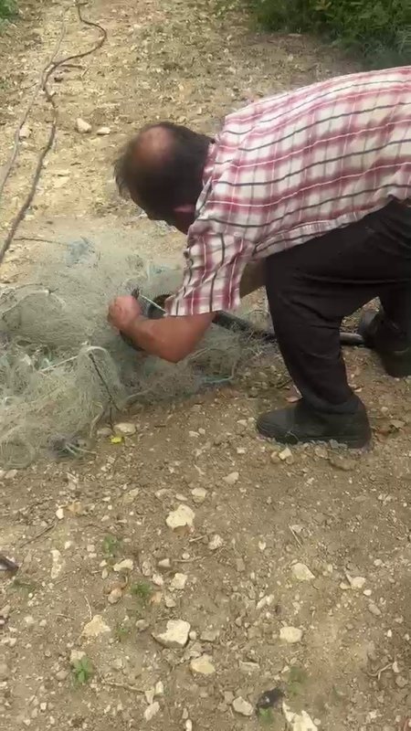 Balık ağında mahsur kılan yılanı elleriyle kurtardı (Fotoğraflı) Cemal Kılınç HATAY (İHA) - Hatay'da balık ağına takılarak mahsur kalan yılan, duyarlı vatandaş tarafından kurtarılarak doğaya bırakıldı. Vatandaş tarafından özenle ağ kesilerek kurtarılan yılan ‘hadi git' diyerek doğaya uğurlandı. Samandağ ilçesi Eriklikuyu Mahallesi'nde narenciye bahçesinde balık ağına dolaşarak mahsur kalan yılanı vatandaşlar fark etti. Durum üzerine harekete geçen vatandaş, ağı bıçakla kesmeye başladı. Boyu 1 buçuk metreyi bulan kara yılan hummalı çalışmayla kurtarıldı. Yılanı babası kurtarırken görüntü çeken kadının tedirgin eden uyarıları ve yılanı doğaya bırakırken ‘Hadi git' dediği anlarsa kameraya yansıdı.