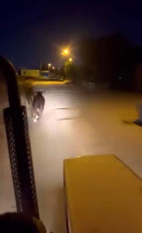 Firari angus mahalleliye korku dolu anlar yaşattı