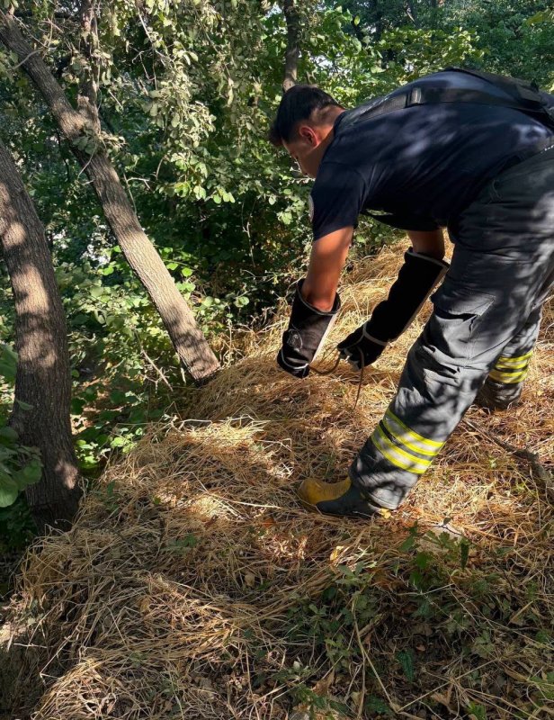 Hatay’da yerleşim alanlarına giren yılanları itfaiye yakaladı (Fotoğraflı) Ferit Savaş HATAY (İHA) - Hatay’da 2 farklı noktada yerleşim alanına giren yılanlar itfaiye ekipleri tarafından yakalanarak doğaya bırakıldı. Havaların ısınmasıyla birlikte Hatay’da yerleşim yerlerinde sıklıkla yılanlar görülmeye başlandı. Altınözü ve Arsuz ilçelerinde yerleşim yerlerinde yılan görüldü. İhbar üzerine itfaiye ekipleri yılanı yakaladı. Yılanlar, ekiplerin titiz çalışması sonucu zarar verilmeden yakalandı. Yakalanan yılanlar, doğal yaşam alanlarına bırakıldı.