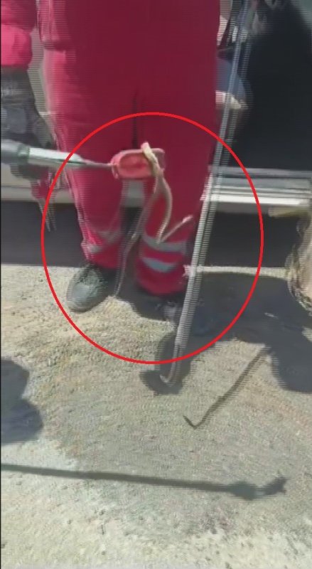 Aracına binerken fark ettiği yılanı itfaiye ekipleri yakaladı (Fotoğraflı - Görüntülü) Aykut Taştan HATAY (İHA) - Hatay'ın Antakya ilçesinde park halindeki aracın ön kapısına giren yılan, itfaiye ekipleri tarafından yakalandı. Antakya ilçesi Saraycık Mahallesi'nde park halindeki aracın ön kapısına yılan girdi. Aracında yılan olduğunu gören sürücü durumu 112 Acil Çağrı Merkezi'ne bildirilmesi üzerine olay yerine itfaiye ekipleri sevk edildi. Kısa sürede bölgeye gelen Hatay Büyükşehir Belediyesine bağlı itfaiye ekipleri, aparat yardımıyla yılanı yakaladı. Ekipler tarafından yakalan yılan, doğal yaşam alanına bırakıldı.