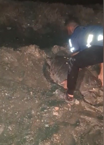Yolunu şaşıran caretta carettayı kucağına alıp denize kavuşturdu (Fotoğraflı) Mert Çelik HATAY (İHA) - Hatay'ın Samandağ ilçesinde sahilden ayrılarak asfalt yola çıkan caretta caretta, duyarlı bir vatandaşın kucağına alarak yeniden denize taşımasıyla güvenli şekilde doğal yaşam alanına bırakıldı. Hatay'ın Samandağ ilçesi Meydan Sahili'nde, kumsaldan çıkarak asfalt yola yönelen caretta carettayı fark eden vatandaşlar, kaplumbağanın araçlar nedeniyle zarar görmemesi için harekete geçti. Vatandaşlar kucaklarına alıp dikkatli şekilde taşıdıkları caretta carettayı yeniden sahile ulaştırarak denize bıraktı. O anlar çevrede bulunan kişiler tarafından cep telefonu kamerasıyla görüntülenirken, caretta carettanın güvenli şekilde denize dönmesi takdir topladı.
