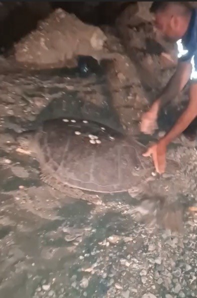 Yolunu şaşıran caretta carettayı kucağına alıp denize kavuşturdu (Fotoğraflı) Mert Çelik HATAY (İHA) - Hatay'ın Samandağ ilçesinde sahilden ayrılarak asfalt yola çıkan caretta caretta, duyarlı bir vatandaşın kucağına alarak yeniden denize taşımasıyla güvenli şekilde doğal yaşam alanına bırakıldı. Hatay'ın Samandağ ilçesi Meydan Sahili'nde, kumsaldan çıkarak asfalt yola yönelen caretta carettayı fark eden vatandaşlar, kaplumbağanın araçlar nedeniyle zarar görmemesi için harekete geçti. Vatandaşlar kucaklarına alıp dikkatli şekilde taşıdıkları caretta carettayı yeniden sahile ulaştırarak denize bıraktı. O anlar çevrede bulunan kişiler tarafından cep telefonu kamerasıyla görüntülenirken, caretta carettanın güvenli şekilde denize dönmesi takdir topladı.