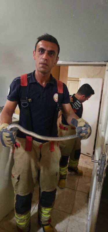 Antakya'da evlere giren yılanlar yakalandı (Fotoğraflı) Ferit Savaş HATAY (İHA) - Hatay'ın Antakya ilçesinde havaların ısınmasıyla birlikte yerleşim yerlerinde görülen yılanlar, itfaiye ekipleri tarafından yakalanarak doğal yaşam alanına bırakıldı. Antakya ilçesine bağlı Karlısu ve Aydınlıkevler mahallelerinde görülen yılanlar, vatandaşların ihbarı üzerine bölgeye sevk edilen ekipler tarafından zarar verilmeden yakalandı. Titiz bir çalışmayla kontrol altına alınan yılanlar, yerleşim alanlarından uzaklaştırılarak doğal yaşam alanlarına bırakıldı. Yetkililer, yaz aylarında yılan görülmesi durumunda vatandaşların kendi imkanlarıyla müdahale etmek yerine durumu 112 Acil Çağrı Merkezi'ne bildirmeleri gerektiğini belirtti.