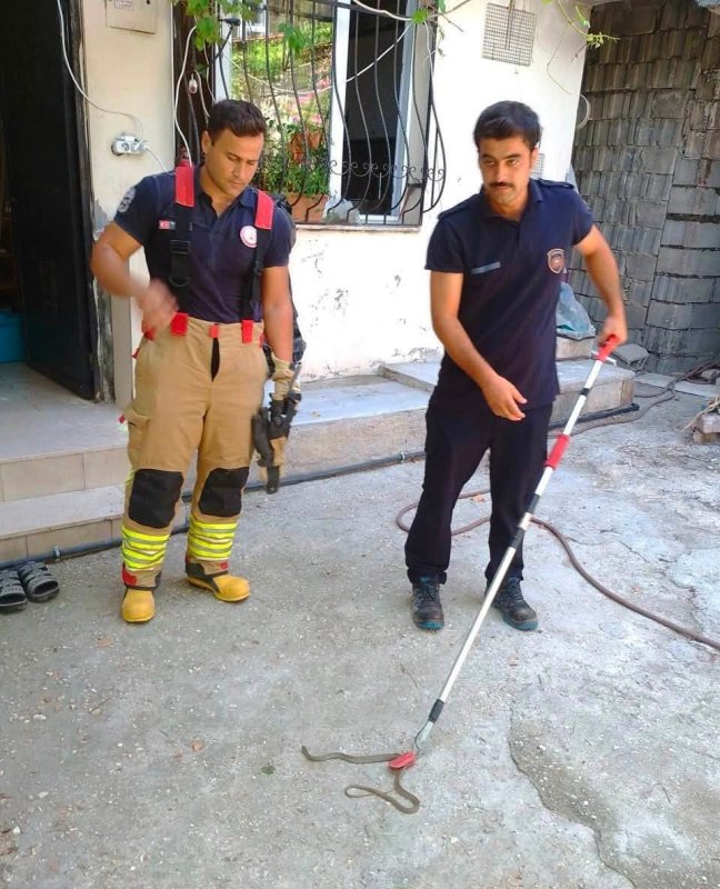 Antakya'da evlere giren yılanlar yakalandı (Fotoğraflı) Ferit Savaş HATAY (İHA) - Hatay'ın Antakya ilçesinde havaların ısınmasıyla birlikte yerleşim yerlerinde görülen yılanlar, itfaiye ekipleri tarafından yakalanarak doğal yaşam alanına bırakıldı. Antakya ilçesine bağlı Karlısu ve Aydınlıkevler mahallelerinde görülen yılanlar, vatandaşların ihbarı üzerine bölgeye sevk edilen ekipler tarafından zarar verilmeden yakalandı. Titiz bir çalışmayla kontrol altına alınan yılanlar, yerleşim alanlarından uzaklaştırılarak doğal yaşam alanlarına bırakıldı. Yetkililer, yaz aylarında yılan görülmesi durumunda vatandaşların kendi imkanlarıyla müdahale etmek yerine durumu 112 Acil Çağrı Merkezi'ne bildirmeleri gerektiğini belirtti.