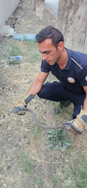 Antakya'da evlere giren yılanlar yakalandı (Fotoğraflı) Ferit Savaş HATAY (İHA) - Hatay'ın Antakya ilçesinde havaların ısınmasıyla birlikte yerleşim yerlerinde görülen yılanlar, itfaiye ekipleri tarafından yakalanarak doğal yaşam alanına bırakıldı. Antakya ilçesine bağlı Karlısu ve Aydınlıkevler mahallelerinde görülen yılanlar, vatandaşların ihbarı üzerine bölgeye sevk edilen ekipler tarafından zarar verilmeden yakalandı. Titiz bir çalışmayla kontrol altına alınan yılanlar, yerleşim alanlarından uzaklaştırılarak doğal yaşam alanlarına bırakıldı. Yetkililer, yaz aylarında yılan görülmesi durumunda vatandaşların kendi imkanlarıyla müdahale etmek yerine durumu 112 Acil Çağrı Merkezi'ne bildirmeleri gerektiğini belirtti.