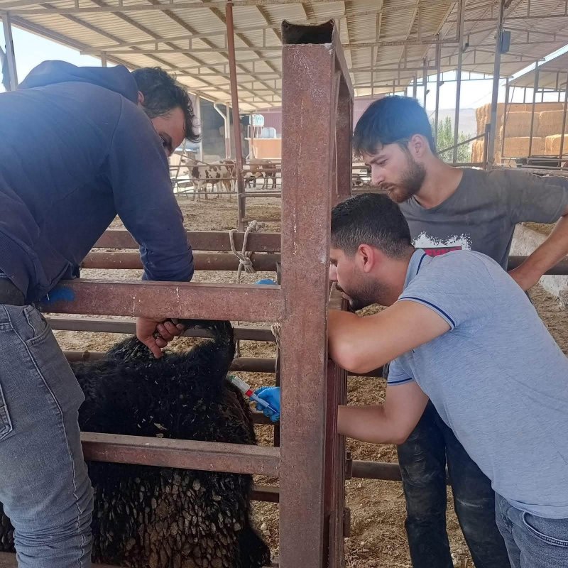 Hatay’da hayvan sağlığı için aşılama ve üretici eğitimleri sürüyor