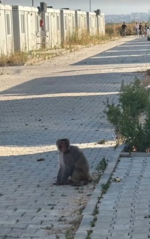 HATAY'DA BAŞIBOŞ MAYMUN PANİĞİ