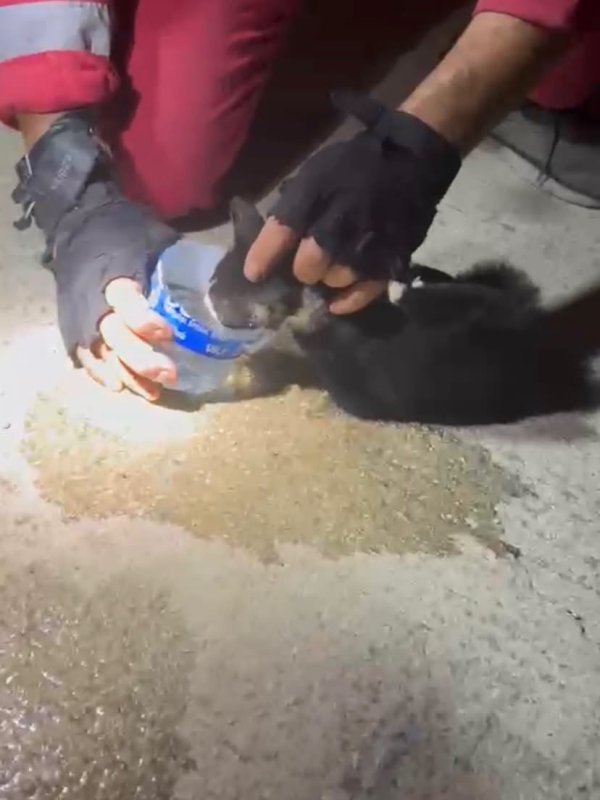 MAZGALA DÜŞEN YAVRU KEDİ KURTARILDI
