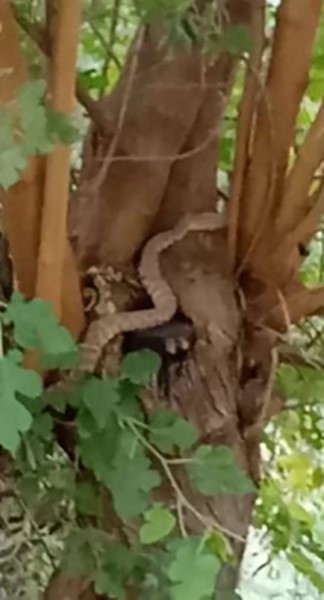 Çiftçi kadın, incir toplarken bir buçuk metrelik engerek yılanıyla karşılaştı