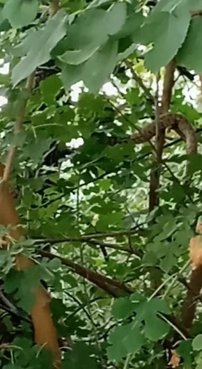 Çiftçi kadın, incir toplarken bir buçuk metrelik engerek yılanıyla karşılaştı