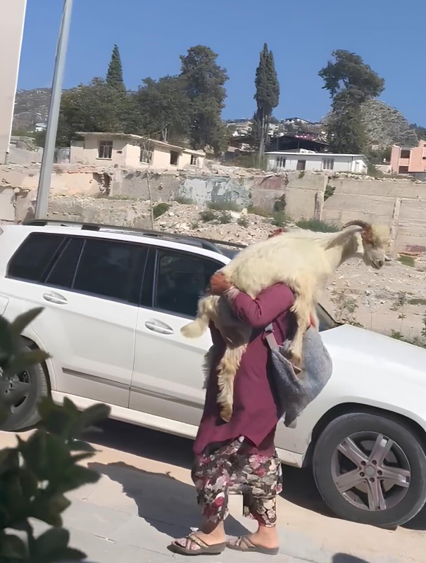 Cadde ortasında kucağında keçiyle yürüyen yaşlı kadın tebessüm ettirdi